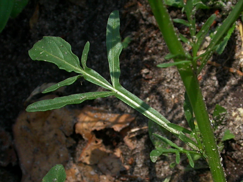 Изображение особи Reseda lutea.