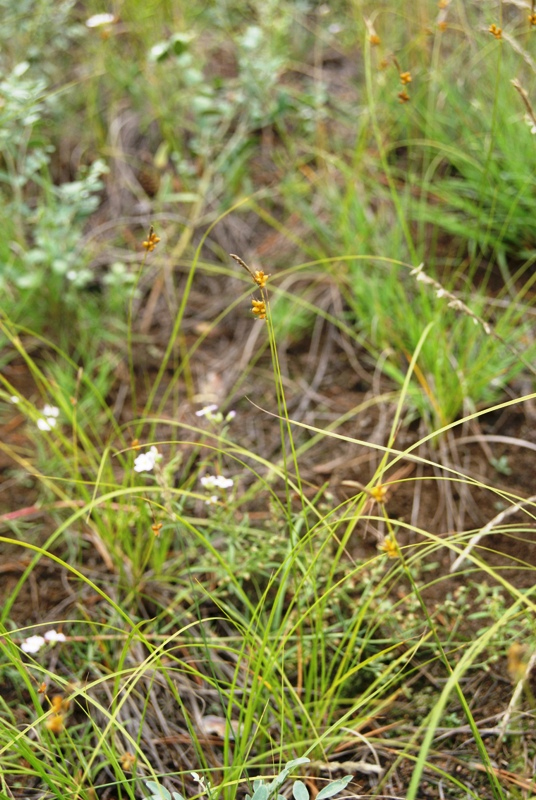 Image of Carex korshinskyi specimen.