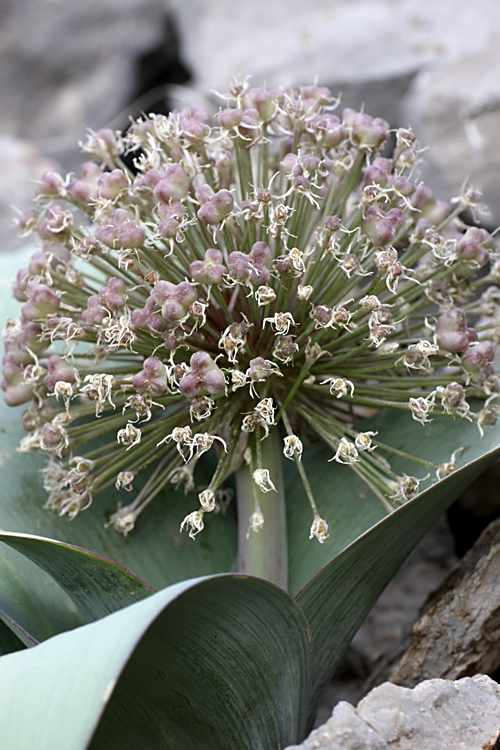 Image of Allium karataviense specimen.