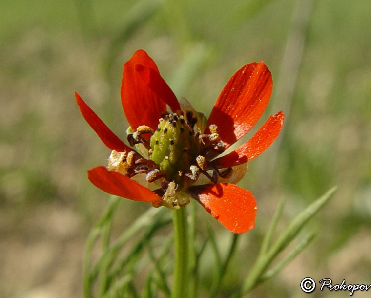 Image of Adonis aestivalis specimen.