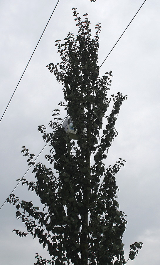 Image of Cercidiphyllum japonicum specimen.