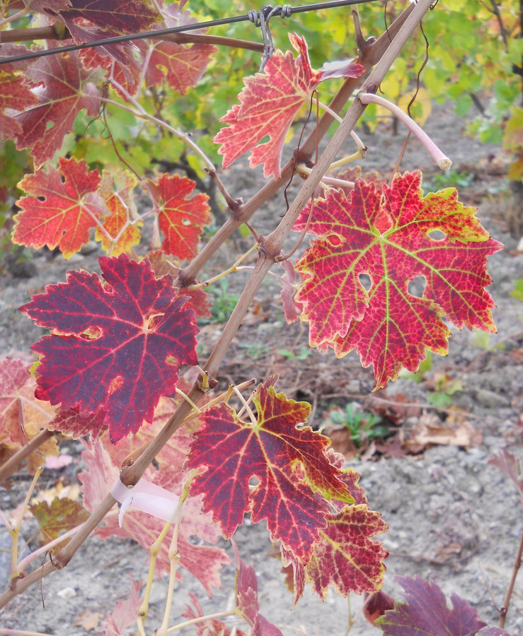 Image of Vitis vinifera specimen.