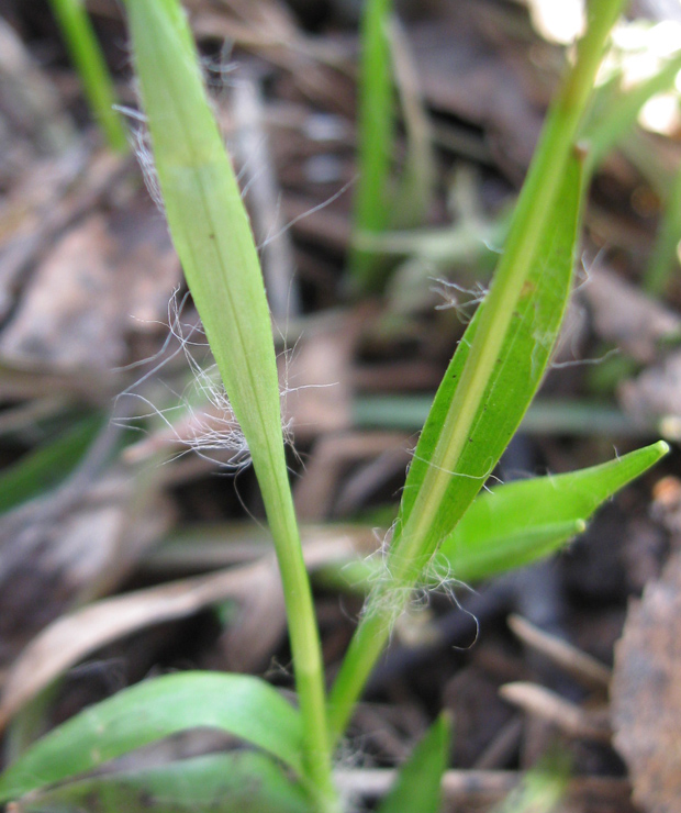 Image of Luzula pilosa specimen.