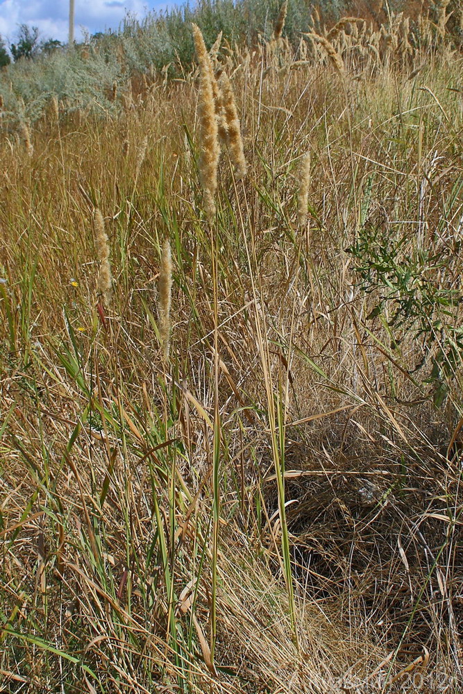 Изображение особи Calamagrostis glomerata.
