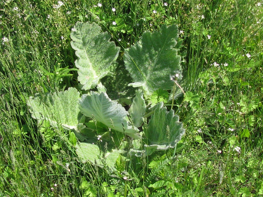 Image of Salvia aethiopis specimen.