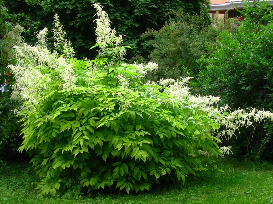 Изображение особи Aruncus dioicus.