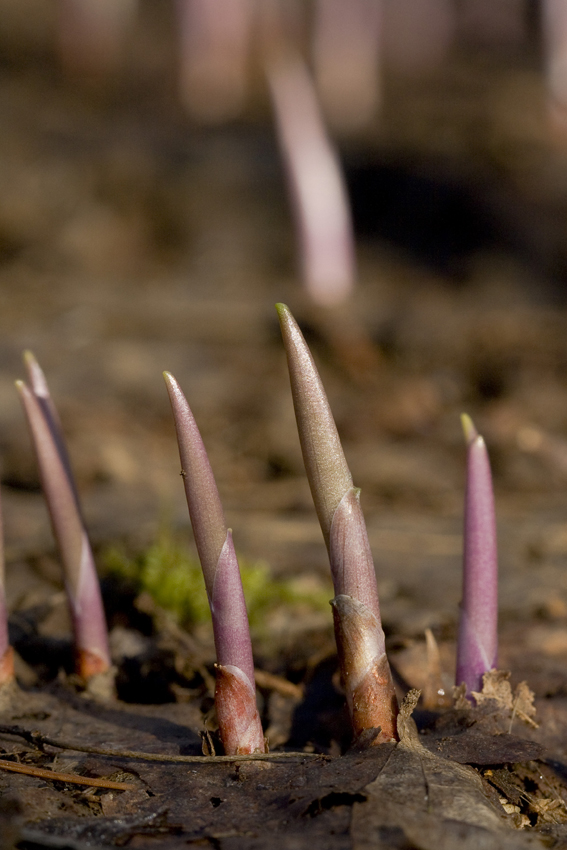 Image of Convallaria majalis specimen.