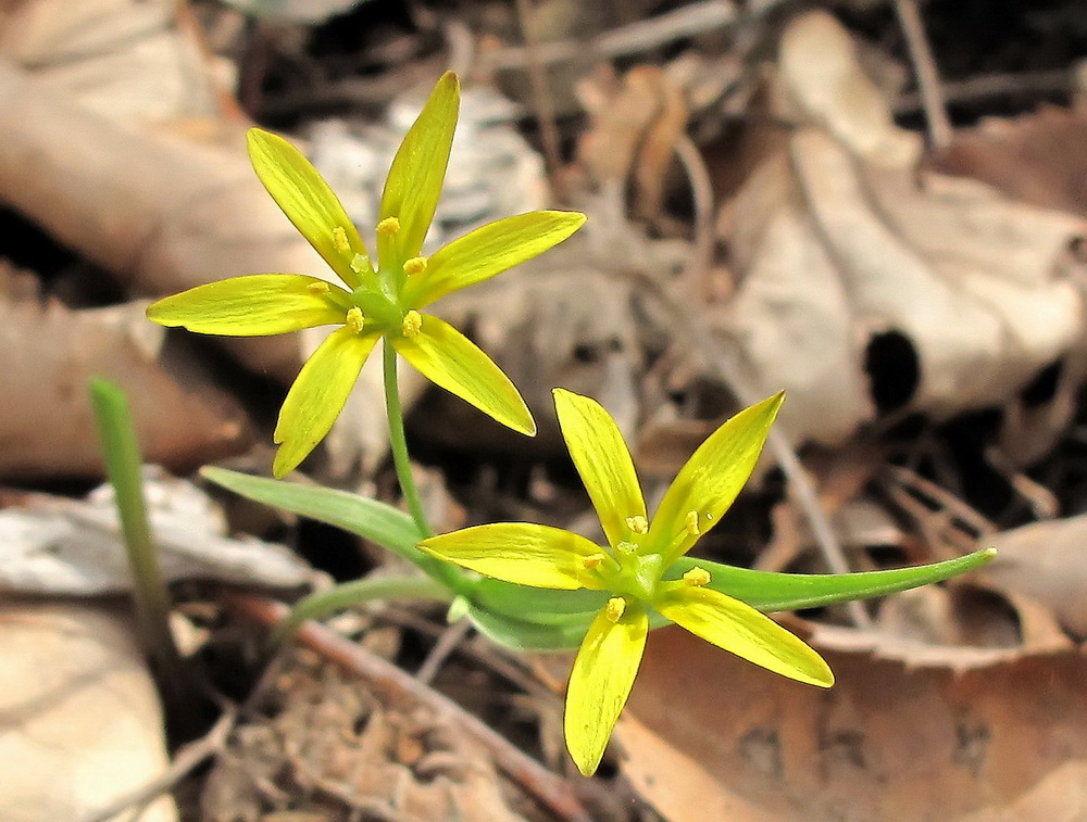 Image of Gagea nakaiana specimen.