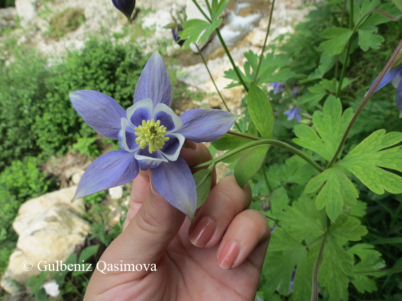 Изображение особи Aquilegia olympica.