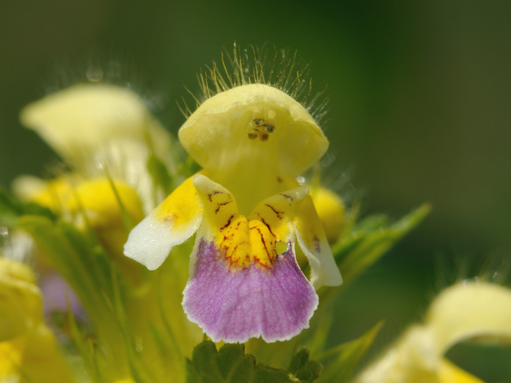 Image of Galeopsis speciosa specimen.