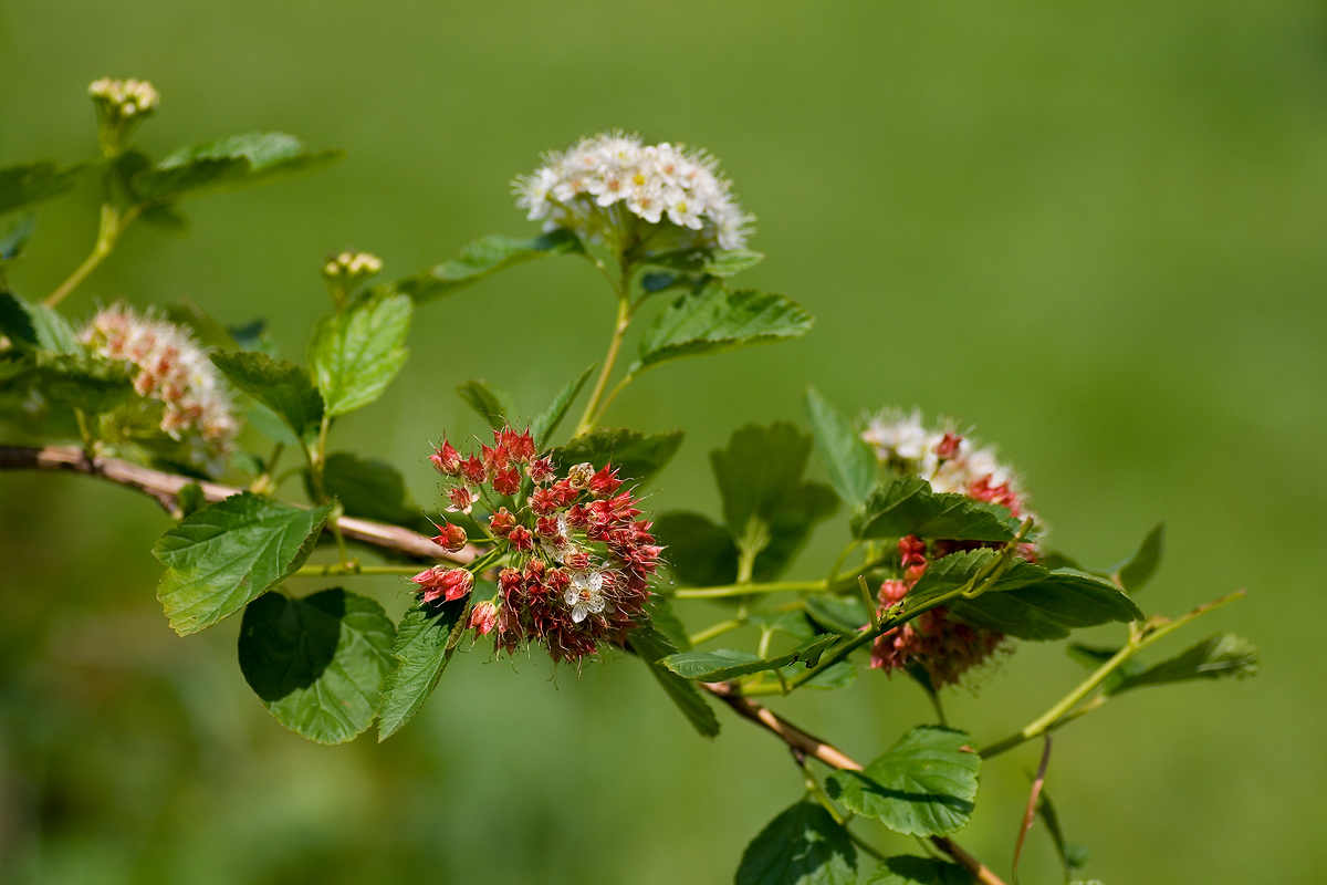 Image of Physocarpus opulifolius specimen.