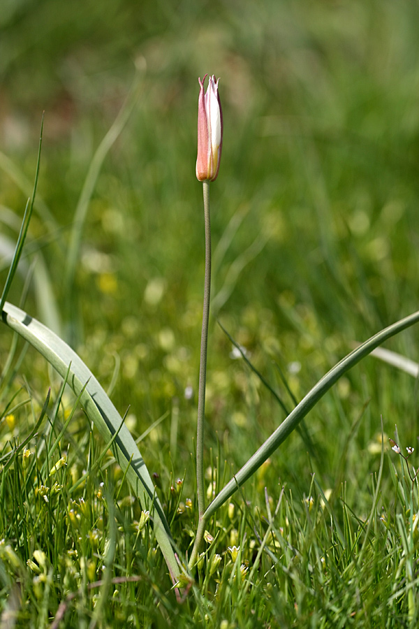 Image of Tulipa bifloriformis specimen.