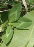 Trifolium pratense. Лист. Украина, г. Запорожье, балка Партизанская, возле воды. 28.07.2013.