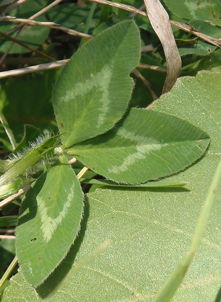 Изображение особи Trifolium pratense.