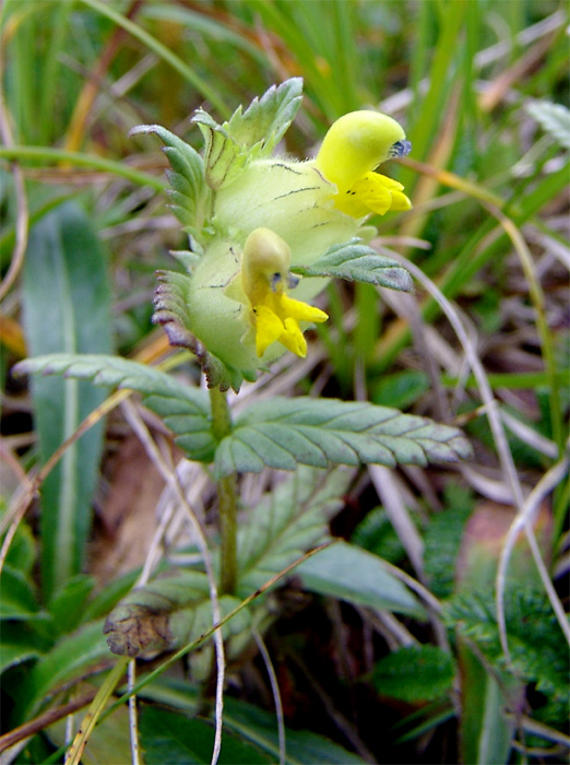 Изображение особи Rhinanthus schischkinii.