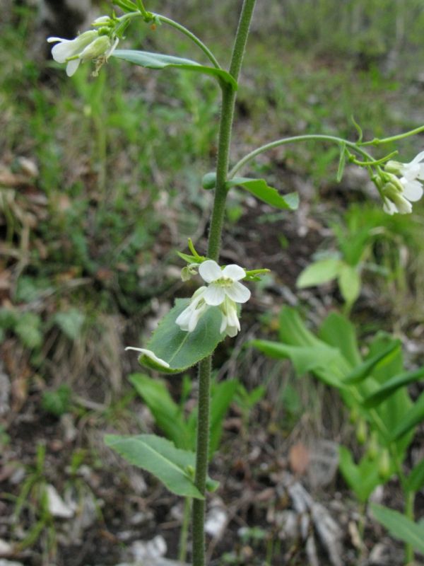 Image of Arabis turrita specimen.