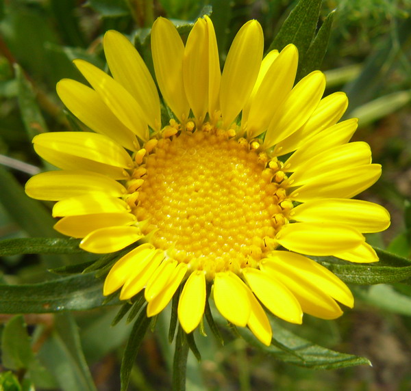 Изображение особи Grindelia squarrosa.