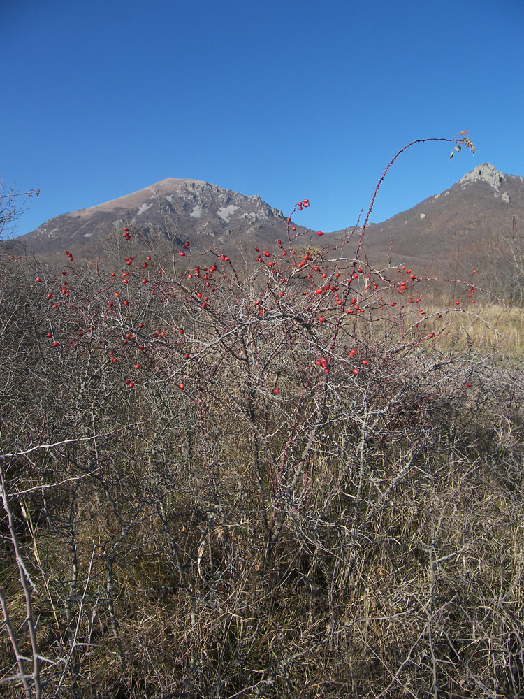 Image of Rosa canina var. hispida specimen.