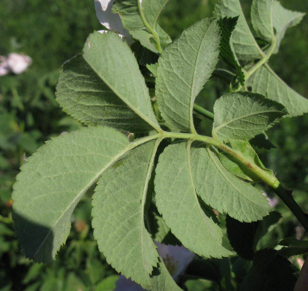 Image of genus Rosa specimen.