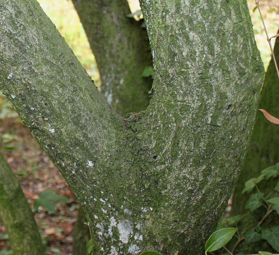 Image of Osmanthus &times; burkwoodii specimen.