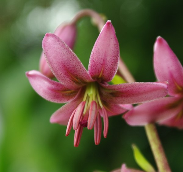 Изображение особи Lilium martagon.