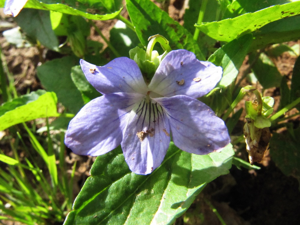 Image of Viola canina specimen.