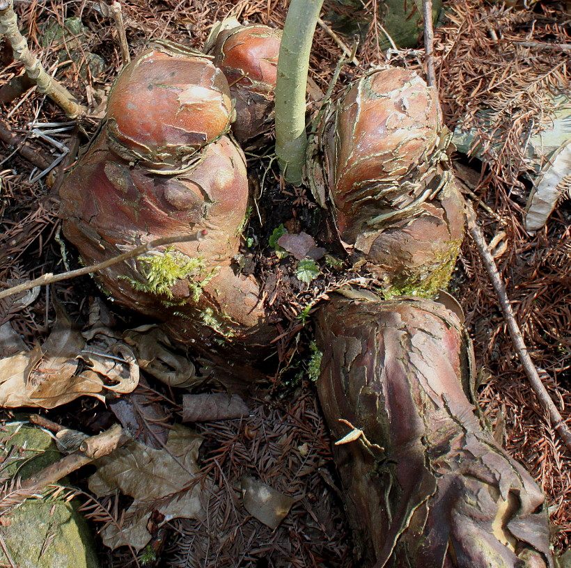 Image of Taxodium distichum specimen.