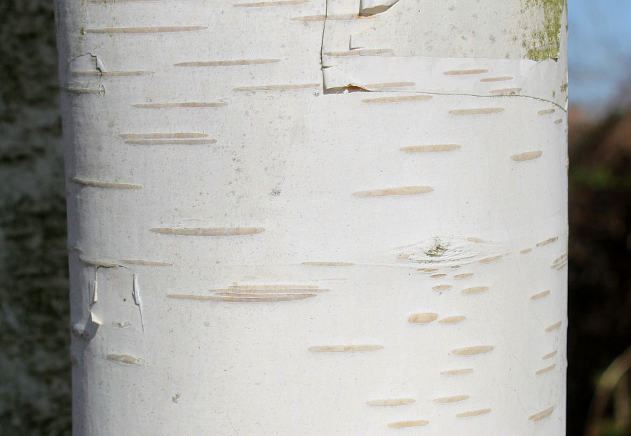 Image of Betula utilis var. jacquemontii specimen.