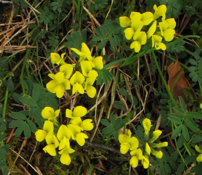 Изображение особи Hippocrepis comosa.