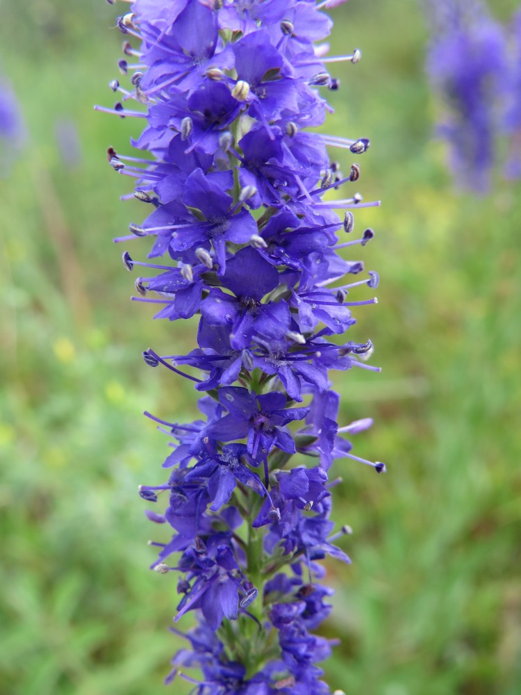 Image of Veronica spuria specimen.