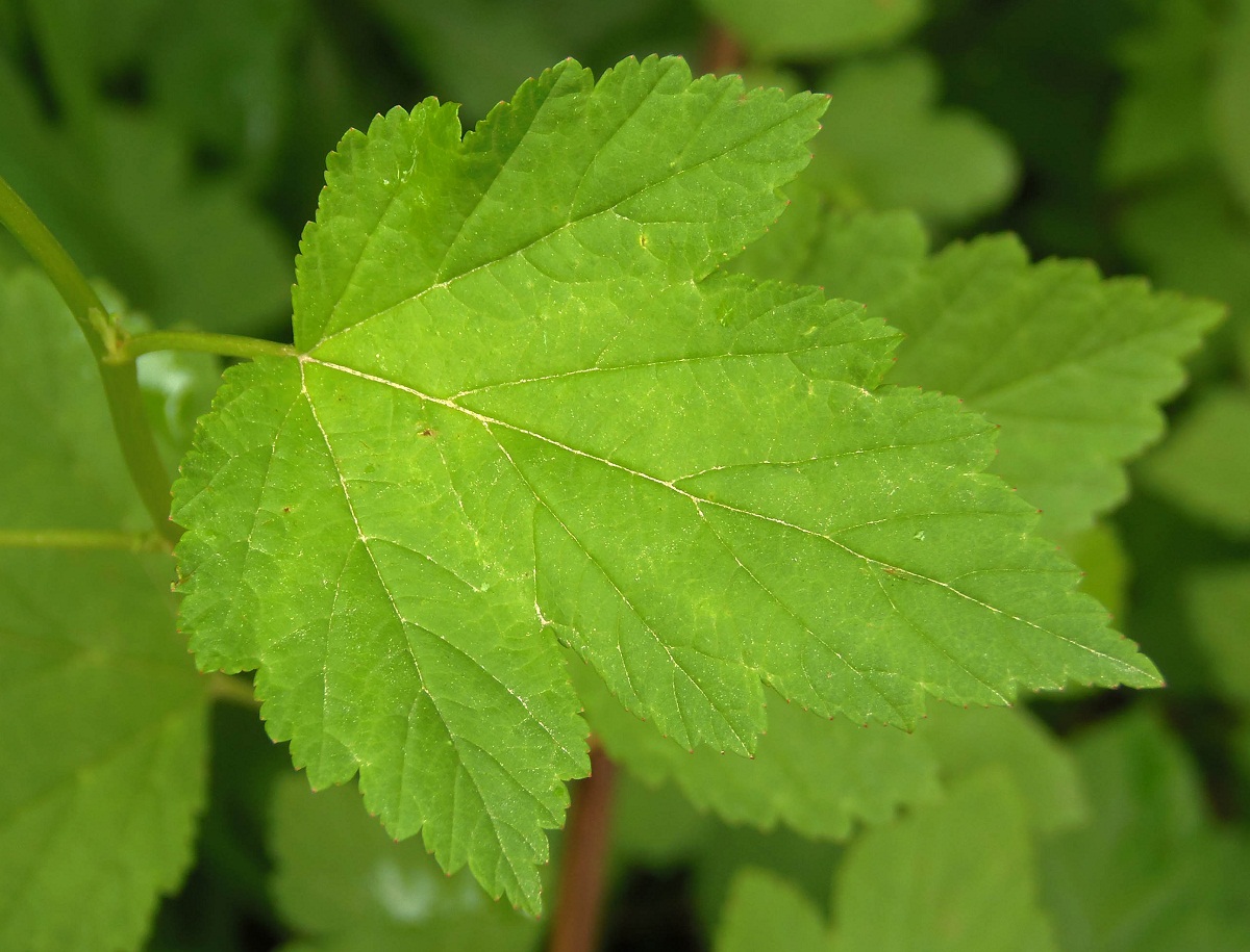 Image of Physocarpus opulifolius specimen.