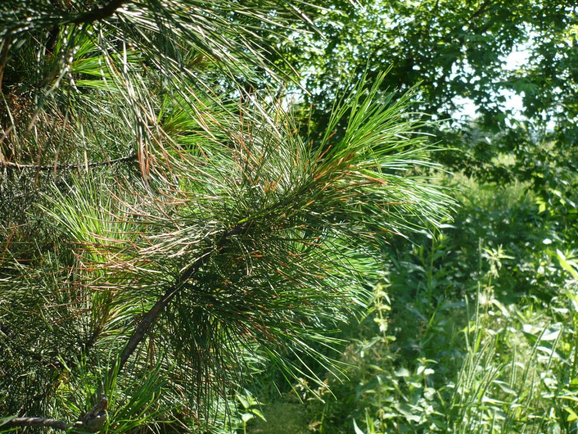 Image of Pinus sibirica specimen.