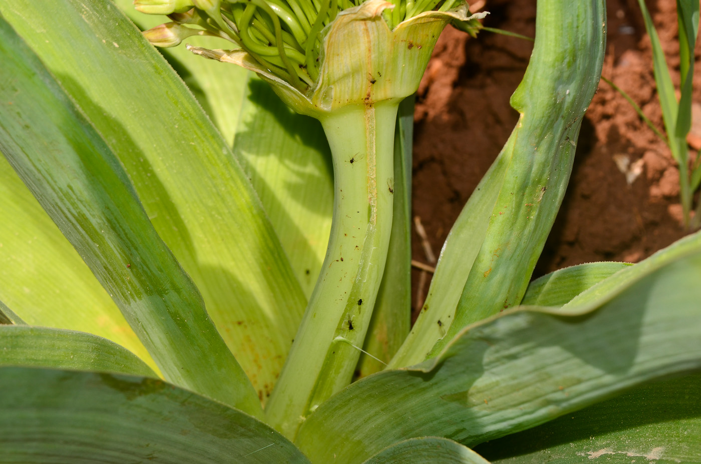 Image of Allium schubertii specimen.