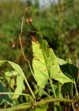 Convolvulus arvensis. Поражённый лист в осенней окраске и плоды. Окр. Архангельска, свалка древесных отходов. 26.09.2014.