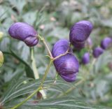 Aconitum &times; stoerkianum