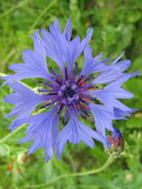 Image of Centaurea cyanus specimen.