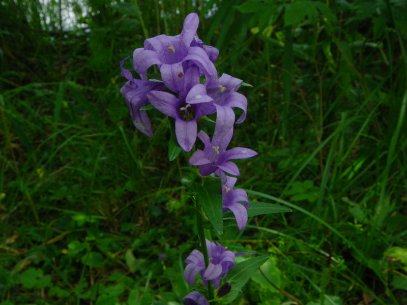 Изображение особи Campanula glomerata.