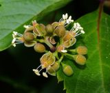 Parthenocissus quinquefolia