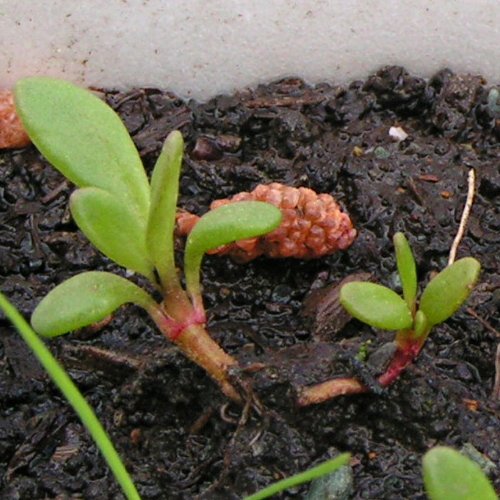 Image of Rhodiola quadrifida specimen.