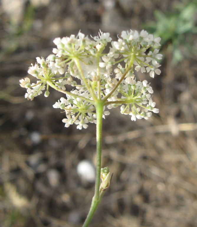 Изображение особи Pimpinella tragium.