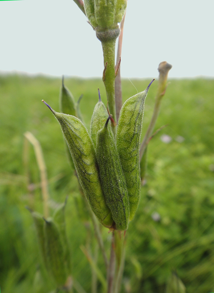 Image of Delphinium cheilanthum specimen.