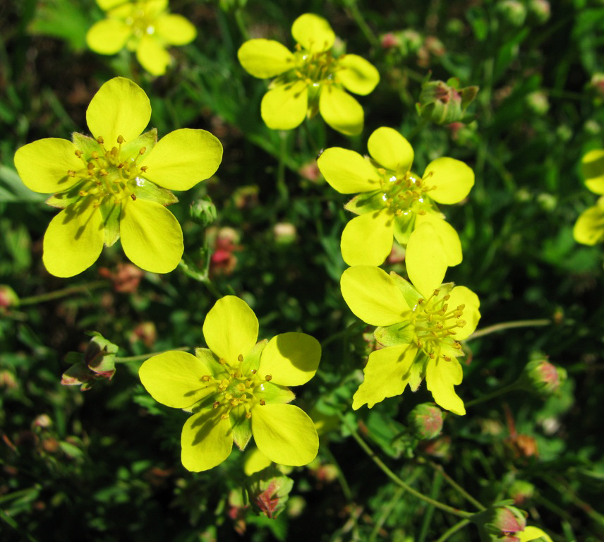 Image of Potentilla semiglabra specimen.