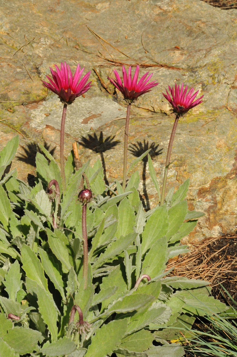 Image of Arctotis acaulis specimen.