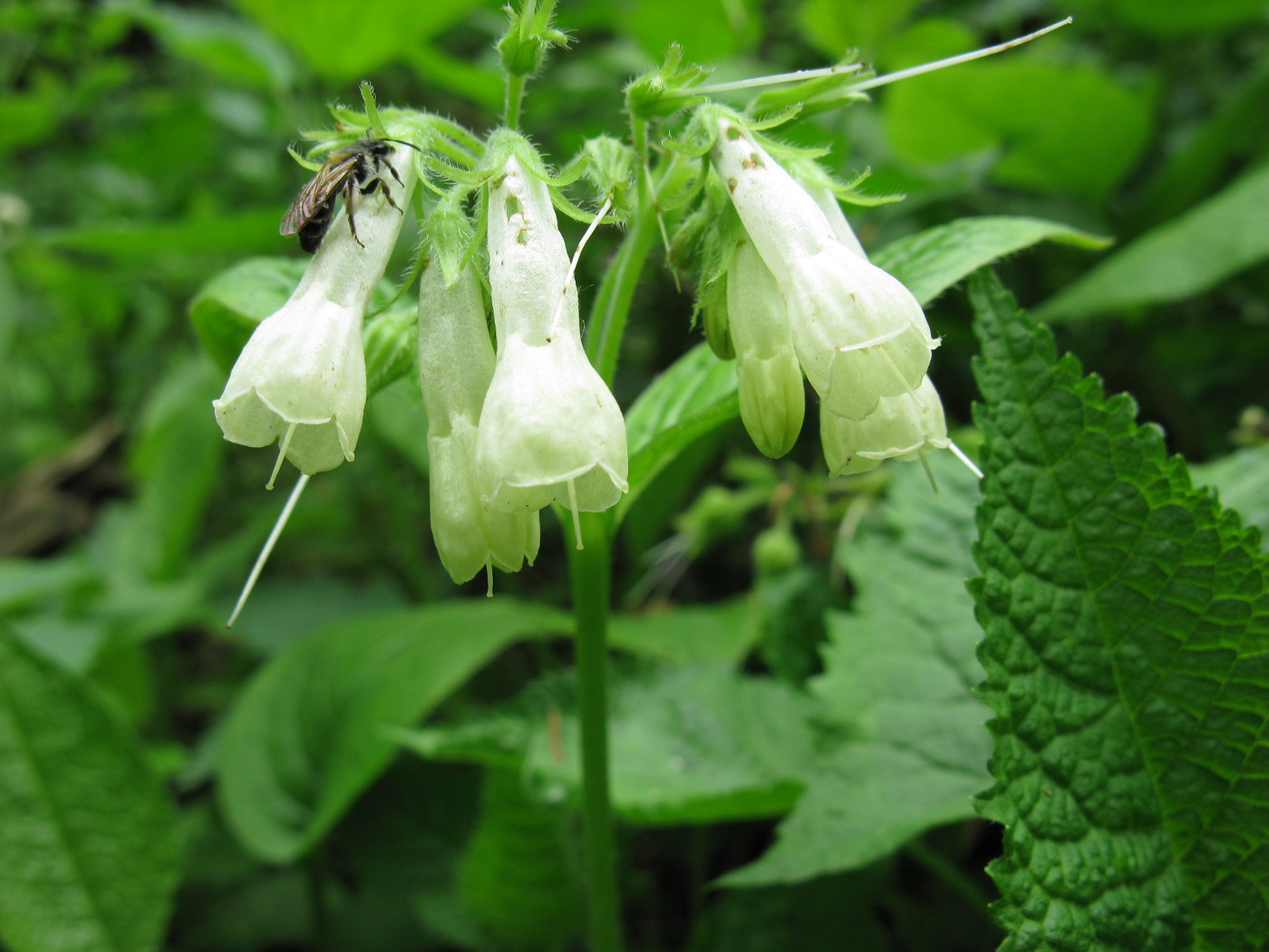 Image of Symphytum grandiflorum specimen.