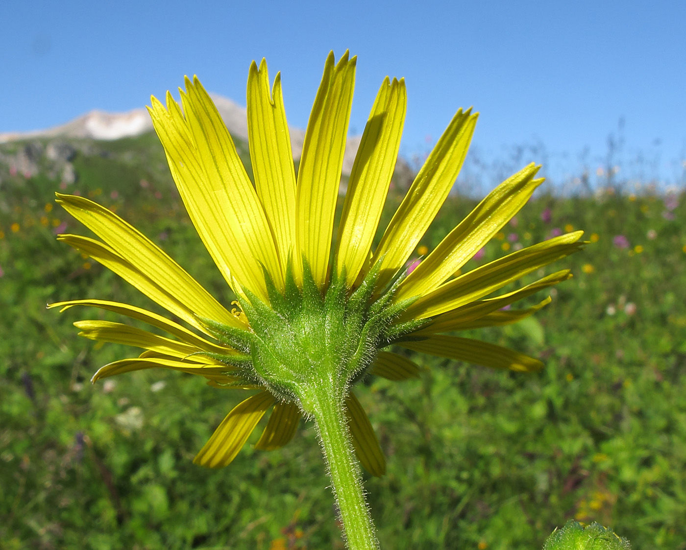 Изображение особи Doronicum macrophyllum.