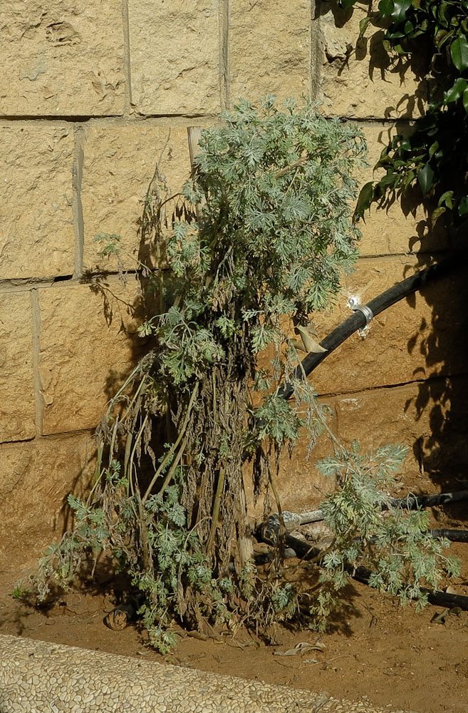 Image of Artemisia arborescens specimen.