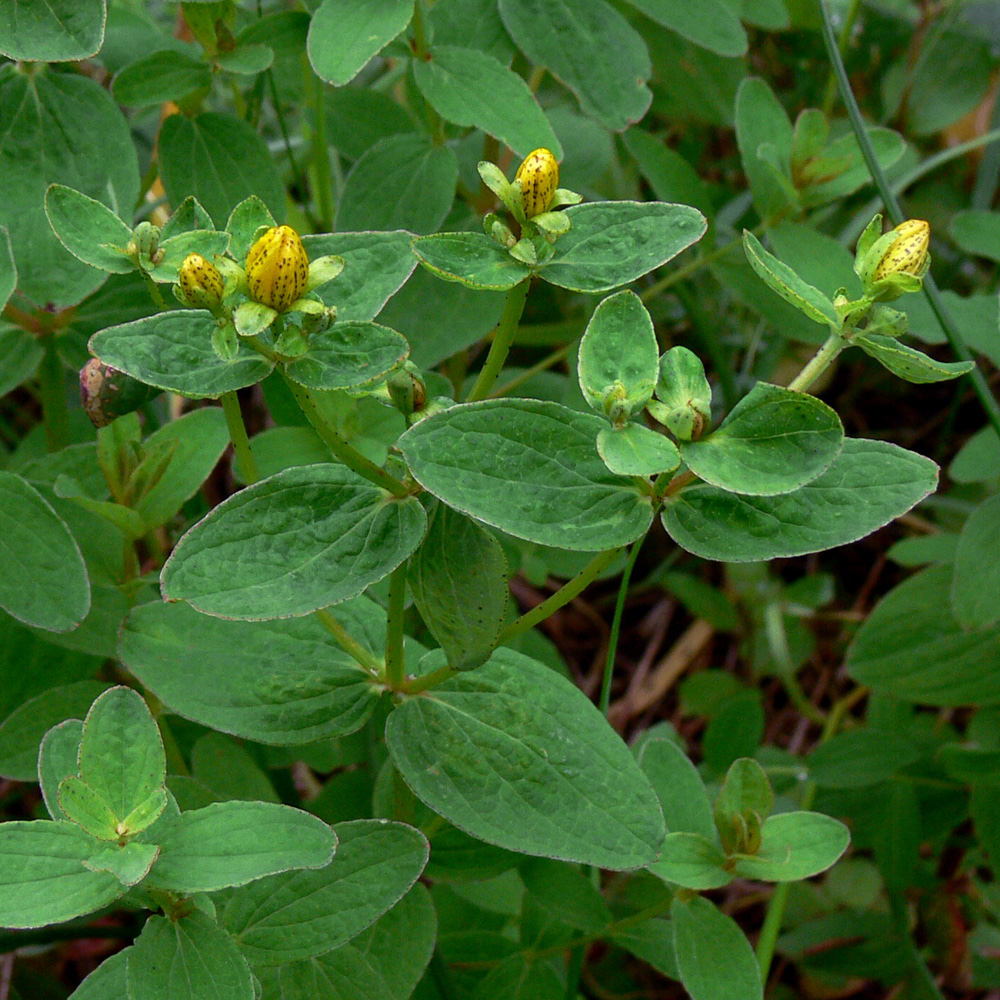 Image of Hypericum maculatum specimen.