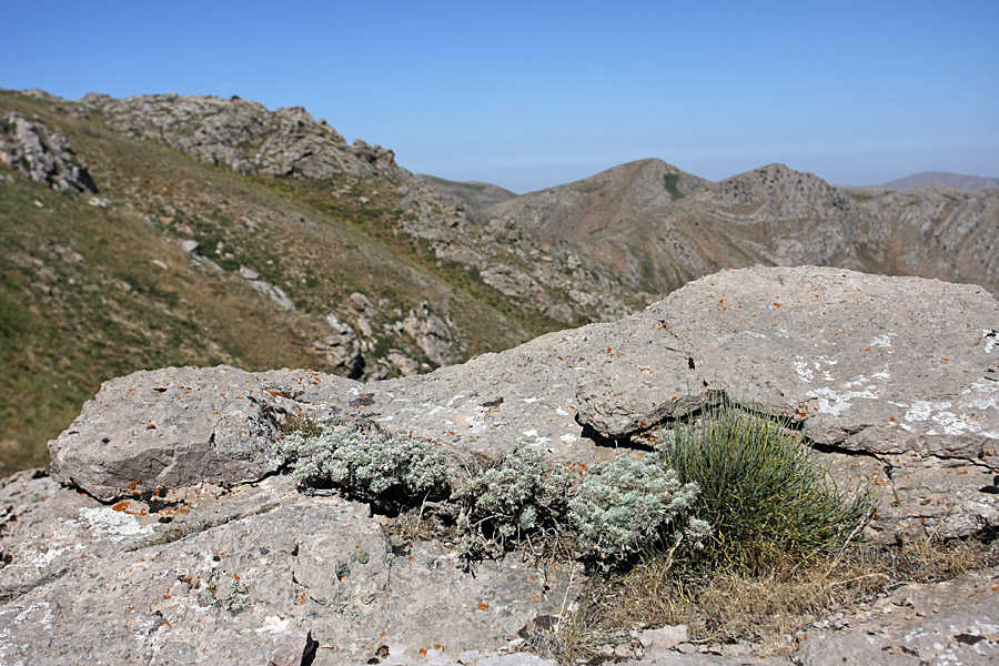 Изображение особи Artemisia rutifolia.