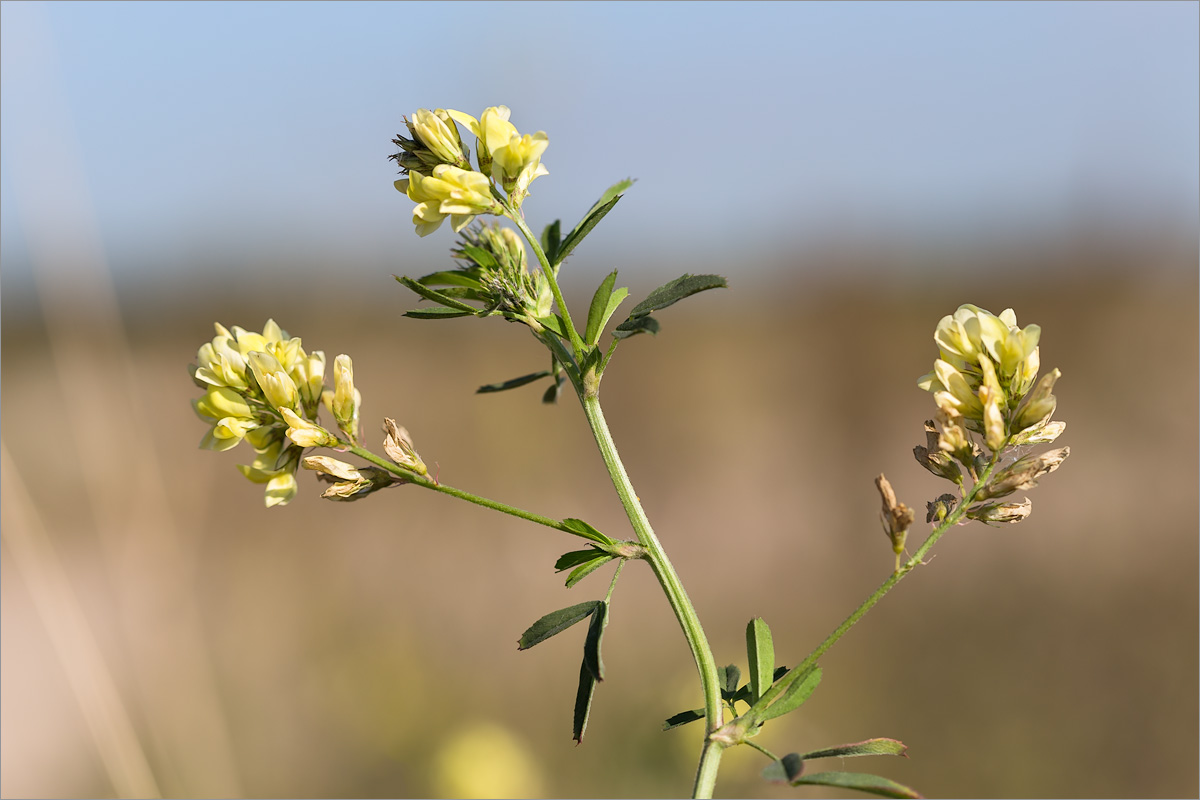 Изображение особи Medicago &times; varia.