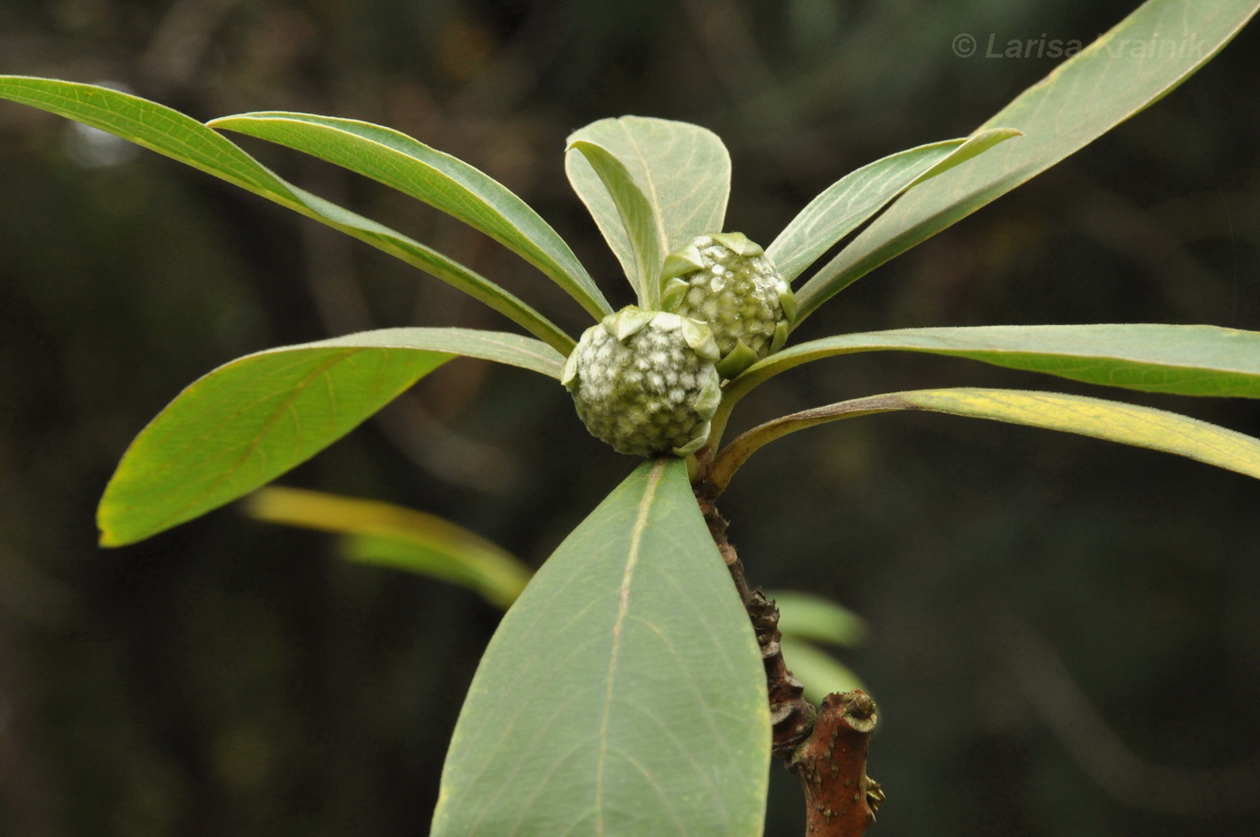 Image of Edgeworthia chrysantha specimen.